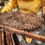 health benefits of buckwheat honey