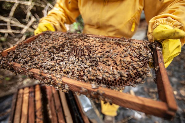 health benefits of buckwheat honey