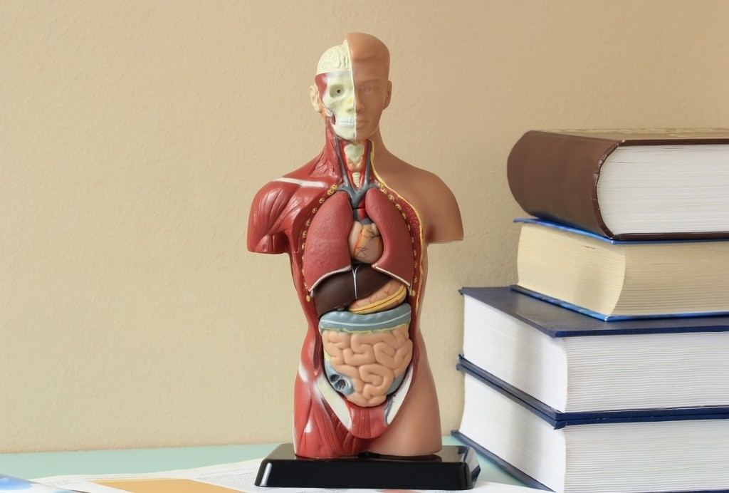 is human anatomy and physiology hard 